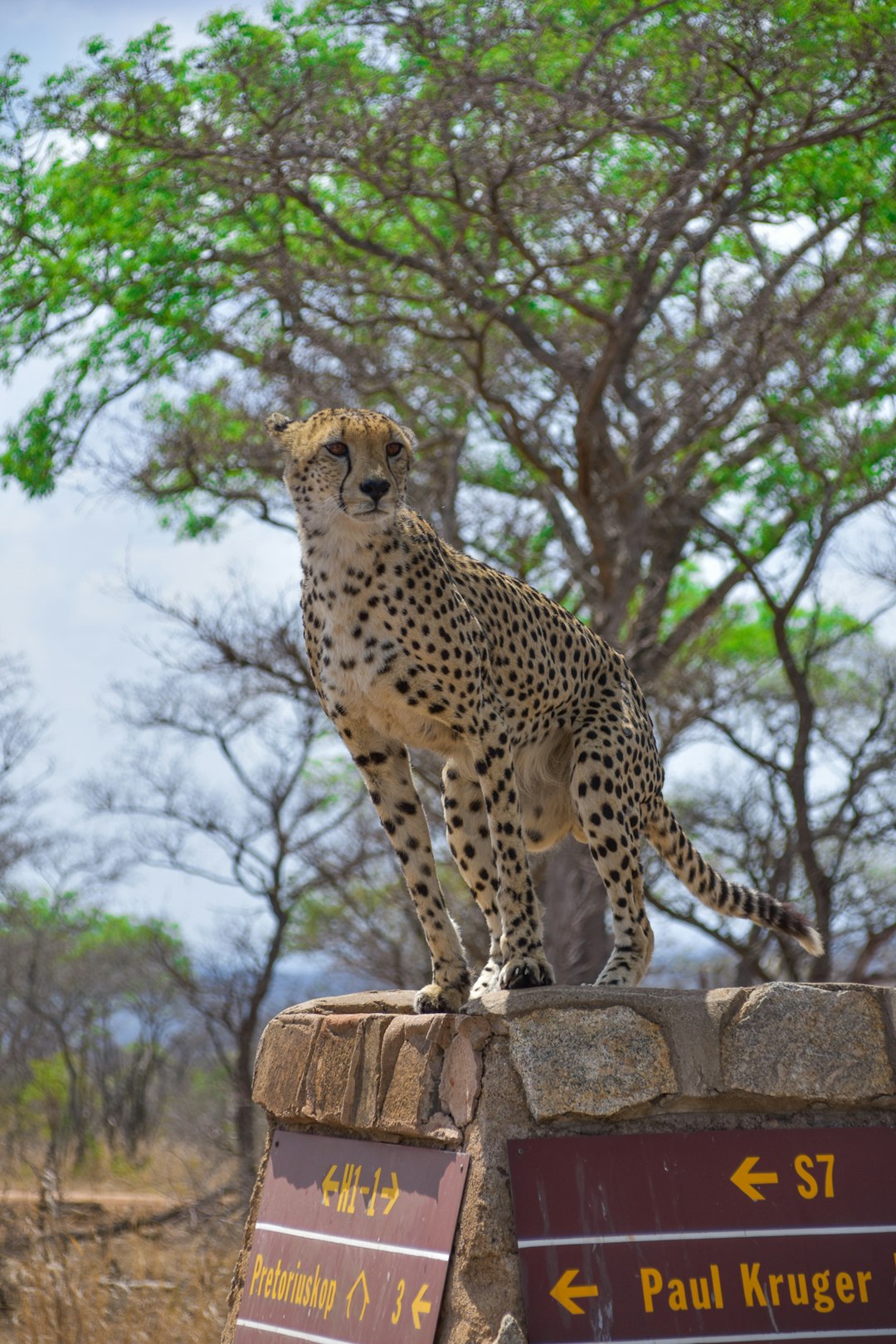 A cheetah standing on top of the information sign at “S7” in an African wildlife zoo, next to trees and other animals. The word written is “Paul Krger”. The letters ‘G6’ appear on some signs, indicating that it’s part of Gricia”, real photo taken in the style of canon eos r50mm f/28L , depth of field. –ar 85:128