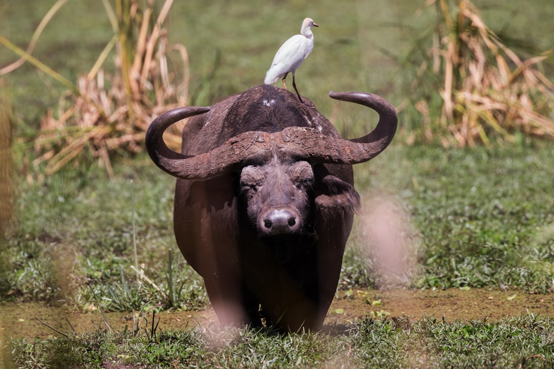 A water buffalo with an African white bird on its back, photographed with a Nikon D850 DSLR camera with a Nikon AFS VR II lens. –ar 128:85