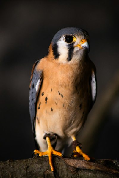 An American Kestrel, sitting on the branch of an old tree, tilts its head slightly to one side as it gazes curiously at something off camera. The bird's feathers and beak show signs of urban life with some dirt stains. It has yellow feet and black eyes that reflect light in their iris. The background is dark, highlighting the contrast between nature and city environment. Shot in the style of Nikon D850 with high dynamic range. --ar 85:128