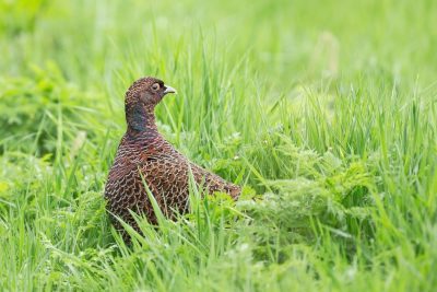 A beautiful pheasant is sitting in the green grass. The photograph has high definition quality in the style of national geographic photography. --ar 128:85