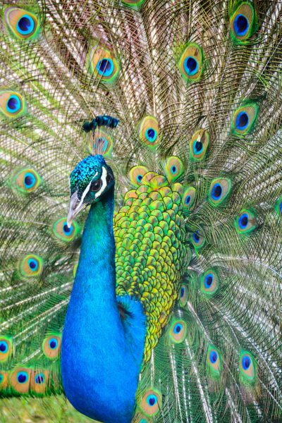 A majestic peacock displaying its vibrant plumage, with feathers of blue and green, adorned in the intricate patterned shapes that give its magnificent tail. The bird is looking directly at the camera, showing off its colorful display for all to see. High resolution photography. --ar 85:128