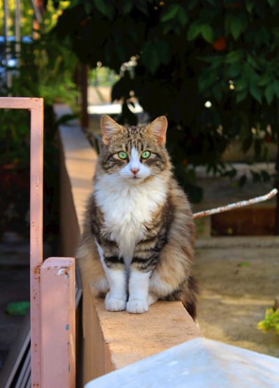 A beautiful longhaired cat with green eyes is sitting on the fence of an outdoor garden on a Greek island, in the style of a photo taken with a canon eos r5. --ar 23:32