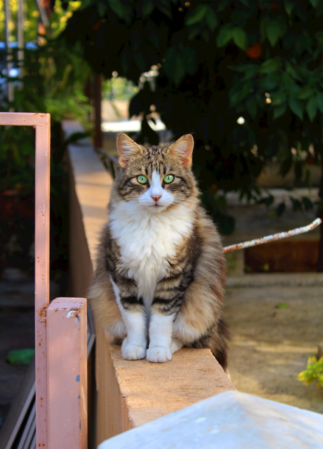 A beautiful longhaired cat with green eyes is sitting on the fence of an outdoor garden on a Greek island, in the style of a photo taken with a canon eos r5. –ar 23:32