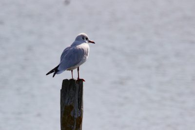 Photo of a blackheaded gull perched on the edge of an old wooden post, overlooking calm waters. The photo is in the style of F Object photo. --ar 128:85