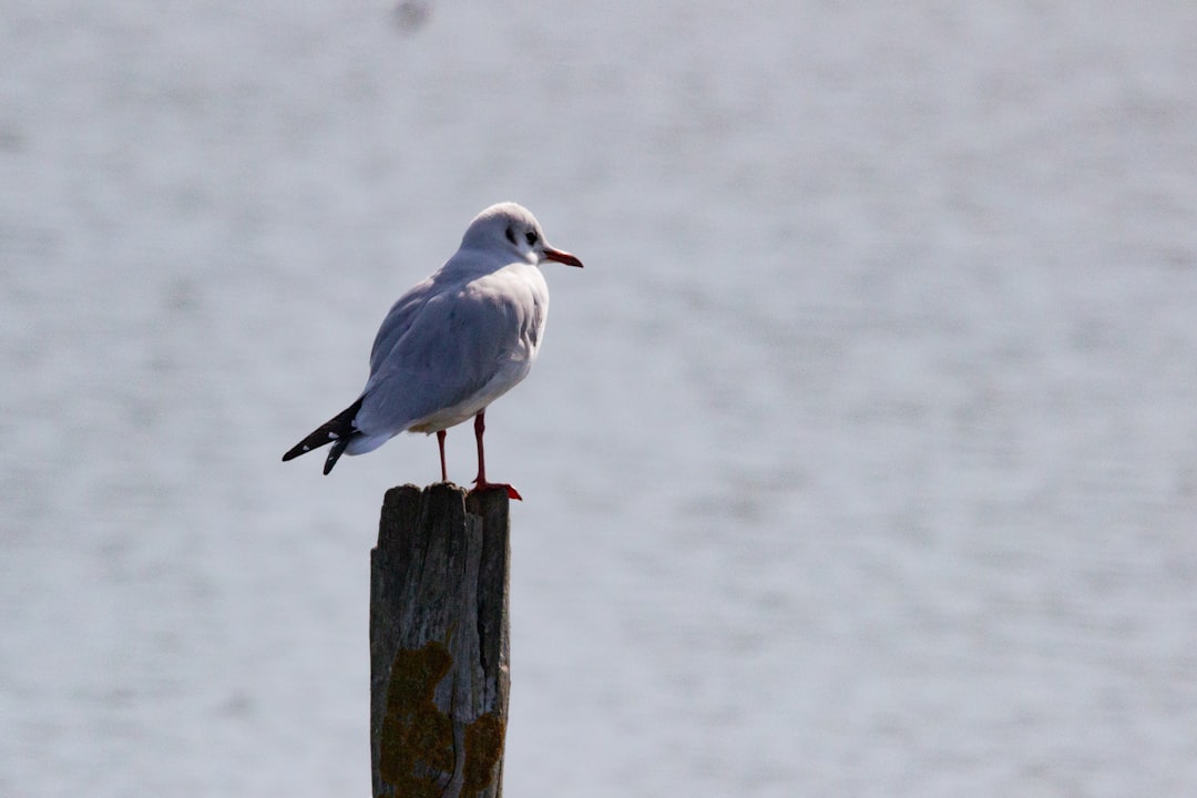 Photo of a blackheaded gull perched on the edge of an old wooden post, overlooking calm waters. The photo is in the style of F Object photo. –ar 128:85