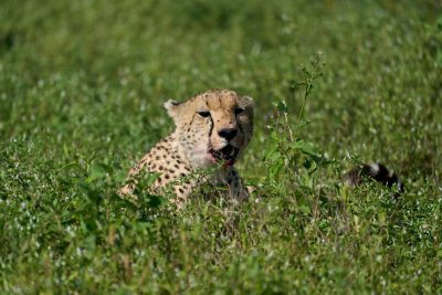 A cheetah eating in the grass in the style of Ngorongoro Crater, Tanzania photo on Canon R5 --ar 128:85