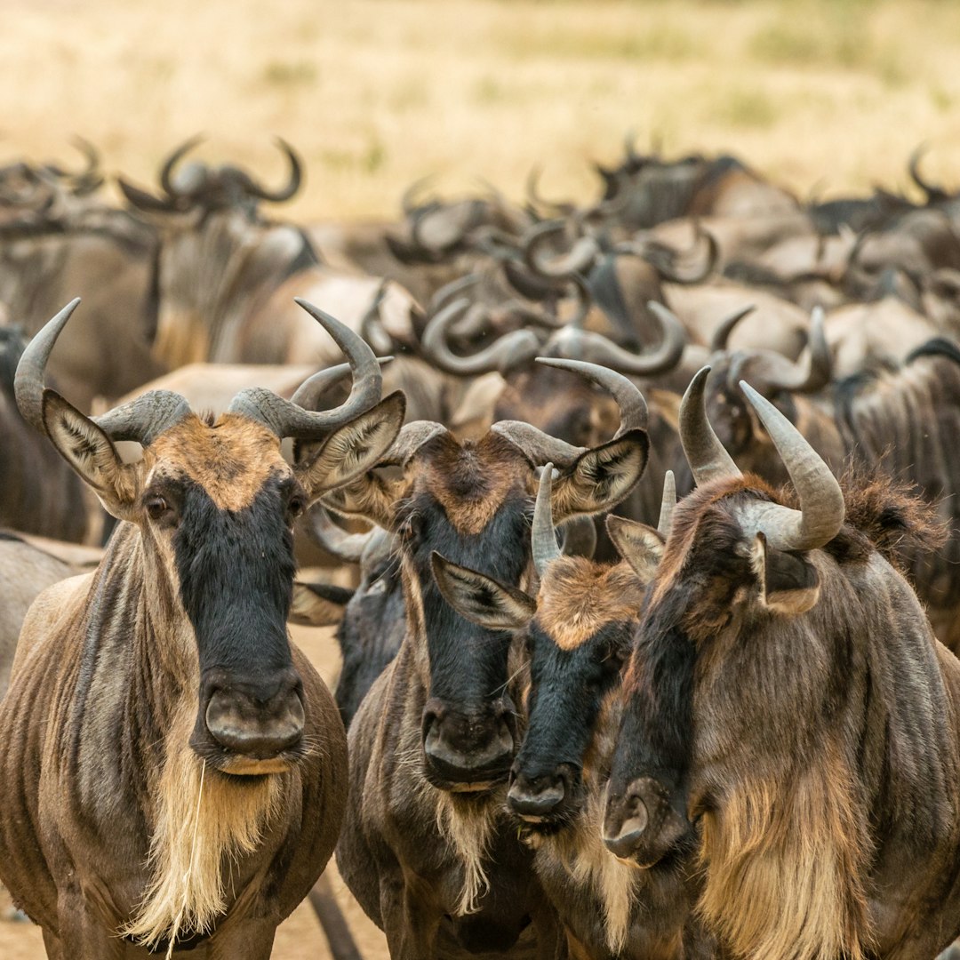 A herd of wildebeest on the African savannah during their great migration, written in the style of National Geographic photo style, detailed closeup shot, Canon EOS R5.