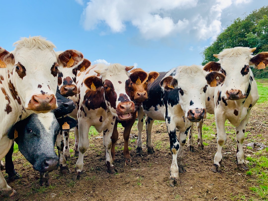 A group of white and brown cows with black spots, looking at the camera on an English farm field, blue sky, grassy area, sunny day, real photo style, wideangle lens, natural light, playful expressions, standing together for closeup shots. The cows have playful expressions as they stand together in the grassy field under a blue sky on a sunny day. The photo has a real photo style taken with a wideangle lens in natural light in the style of closeup shots. –ar 4:3