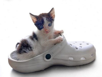 A cute kitten sits in the middle of an all white crocs shoe, isolated on a solid background in a high resolution photograph.