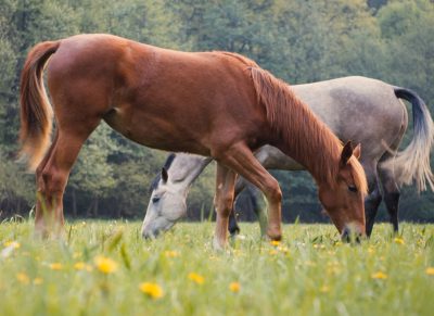 Two horses in the grass, one brown and another gray with white hair eating fresh green leaves of spring meadow plants, side view, natural light, high resolution photography, stock photo --ar 128:93