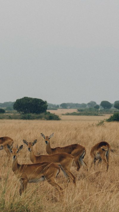 A herd of impala in the savannah, photographed with an iPhone and posted to Instagram stories. The photo was realistic and beautiful, captured in the style of nature photography. --ar 9:16