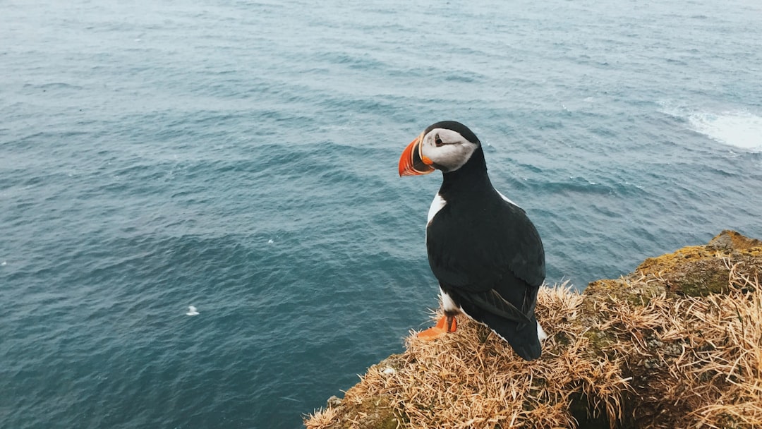 Photo of a puffin on the edge of a cliff, with the ocean in the background, depicting Icelandic nature, shot from far away in the style of Unsplash photography. –ar 16:9