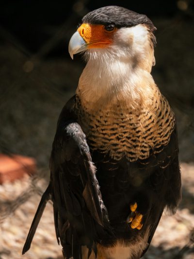 A majestic crested caracara, with its distinctive black and white plumage and vibrant yellow beak, stands tall in the sunlit courtyard of an animal park. Focusing on its face, the photo is in the style of national geographic photography and was taken with a Fujifilm GFX100s in a photo realistic style. --ar 3:4