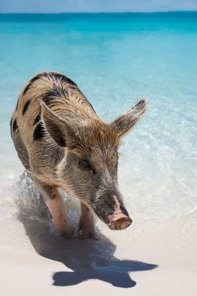 A playful pig frolicking in the clear turquoise waters of The Exuma Islands, its hairs standing upright as it gleefully wades towards shore, focus on its face on a sunny day, in the style of national geographic photo. --ar 85:128