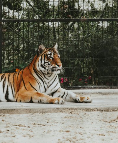 A tiger lounging in its cage, looking curiously at the camera, outside in an animal park, in the style of unsplash photography. --ar 105:128