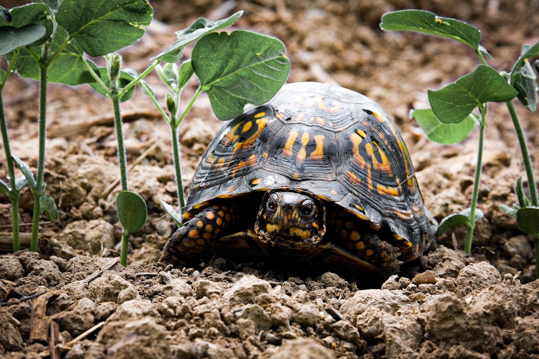 photograph of an Eastern Box Turtle emerging from the dirt in its natural habitat, with small green plants growing around it. The turtle has a black and yellow shell patterned with orange dots. It is looking at the camera directly with curious eyes. The background shows dry brown soil. In the style of National Geographic photography –ar 128:85