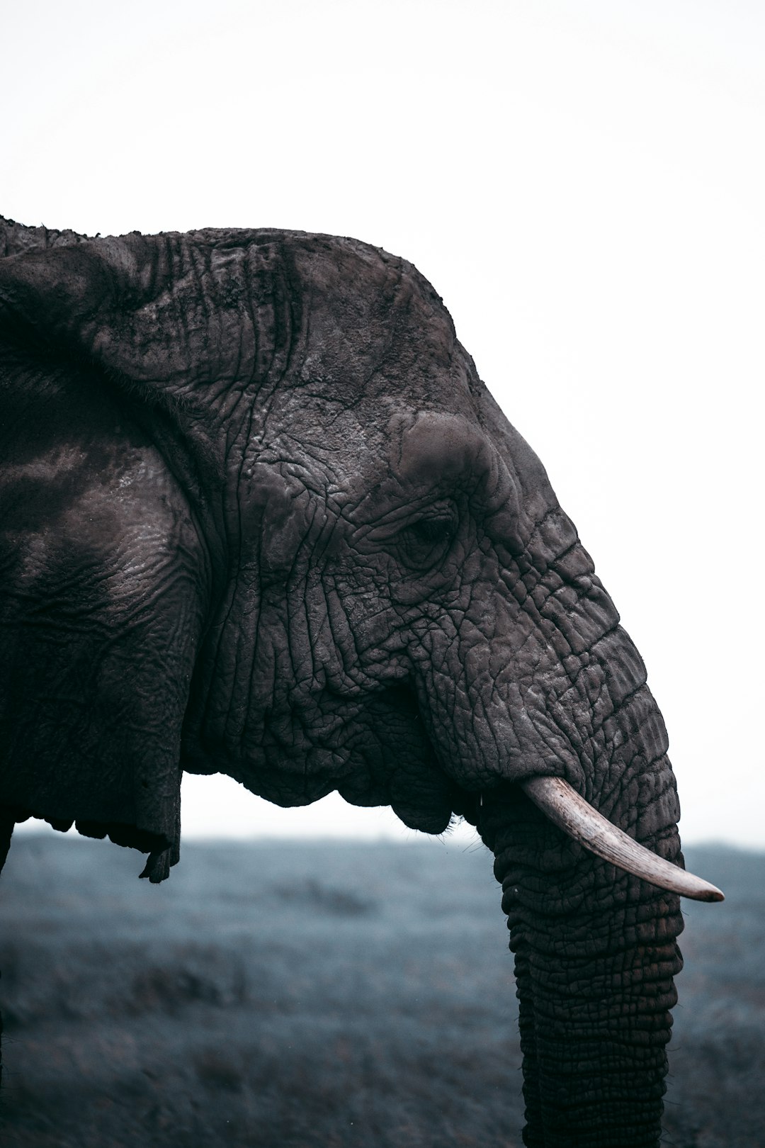 Close up portrait of an elephant standing in the savannah, moody with a white background, Hasselblad photography in the style of [Peter Lindbergh](https://goo.gl/search?artist%20Peter%20Lindbergh), minimalism, negative space, low angle shot, cinematic composition, soft light. –ar 85:128