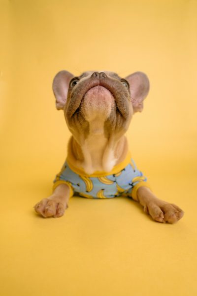 A happy cute French bulldog puppy wearing yellow and blue patterned shorts, sitting on the floor with its head tilted back smiling and looking up at the camera against a solid color background. The photo has the style of a professional photography advertising shoot with high resolution, studio lighting, shot from above using a wide angle lens at f/24 and an 85mm lens with sharp focus, appearing hyper realistic. --ar 85:128