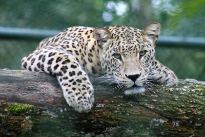 A leopard lounging on an old tree trunk in its cage at the zoo, looking straight ahead with intense eyes, National Geographic style photo --ar 128:85