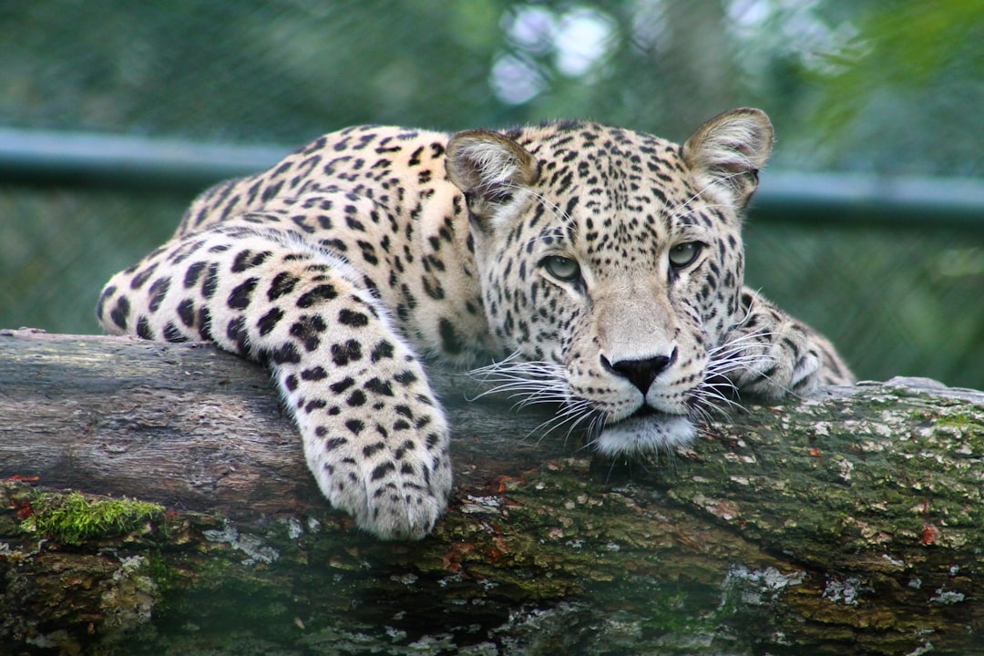 A leopard lounging on an old tree trunk in its cage at the zoo, looking straight ahead with intense eyes, National Geographic style photo –ar 128:85