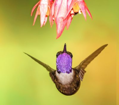 A hummingbird hovering near the flowers, with a purple and white head and dark body, flying in a green background, in the style of macro photography with a closeup shot, a colorful flower hanging above its mouth, vivid colors, in a high resolution, professional photograph of the best quality. --ar 128:113