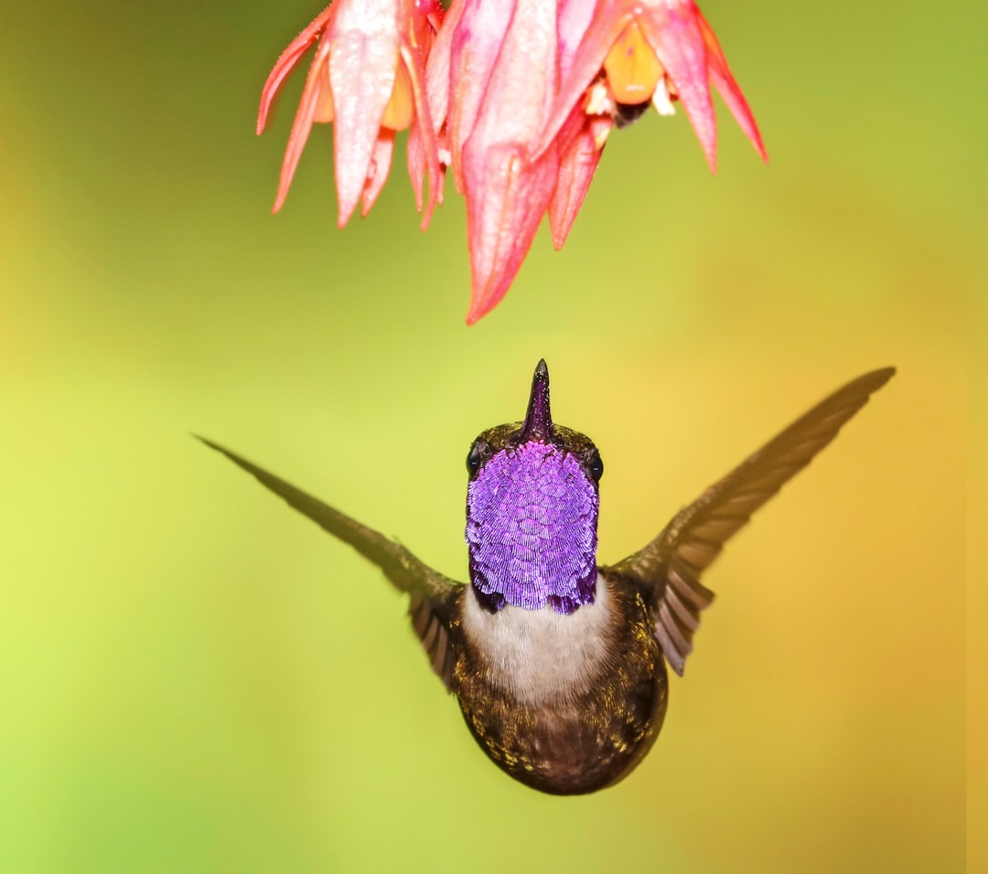 A hummingbird hovering near the flowers, with a purple and white head and dark body, flying in a green background, in the style of macro photography with a closeup shot, a colorful flower hanging above its mouth, vivid colors, in a high resolution, professional photograph of the best quality. –ar 128:113