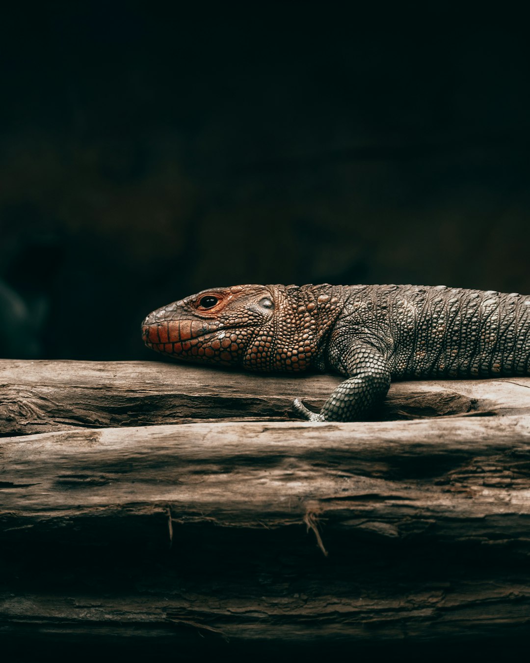 The lizard is coming out of the darkness, lying on its side in profile, on top of an old log. The small lizard has dark gray scales with red edges around its eyes. It looks at me from under its head in a closeup shot, taken with a Nikon D850 DSLR camera with an aperture setting of f/4, under soft natural lighting. –ar 51:64