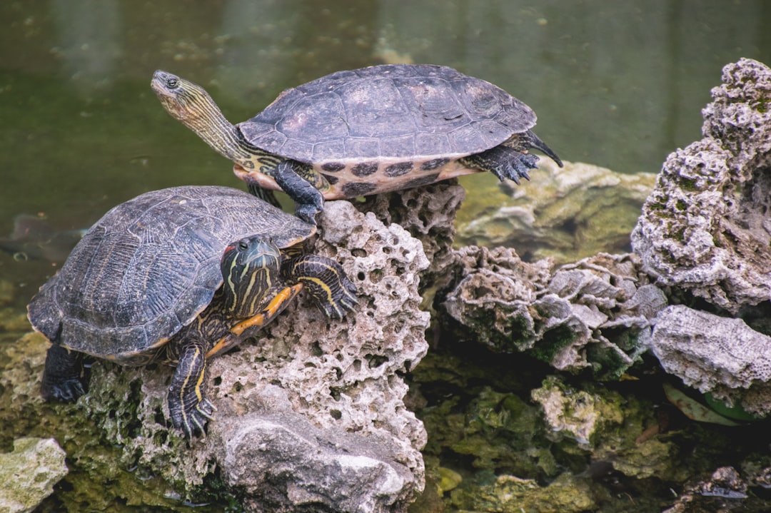 Turtle pair on rock, redeared and yellowbellied sliders in natural habitat near water, focusing on their textures and patterns, in the style of Nikon D850 photo, high resolution –ar 128:85