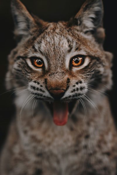 a photo of an bobcat showing its tongue, extreme close up, studio portrait style, fujifilm pro 400h, playful expressions, closeup intensity, furry art, solid black background --ar 85:128