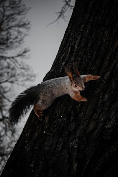 A squirrel climbing up the side of an old tree, low angle shot, winter time, gloomy, dark grey sky, photo realistic in the style of canon eos r5. --ar 85:128