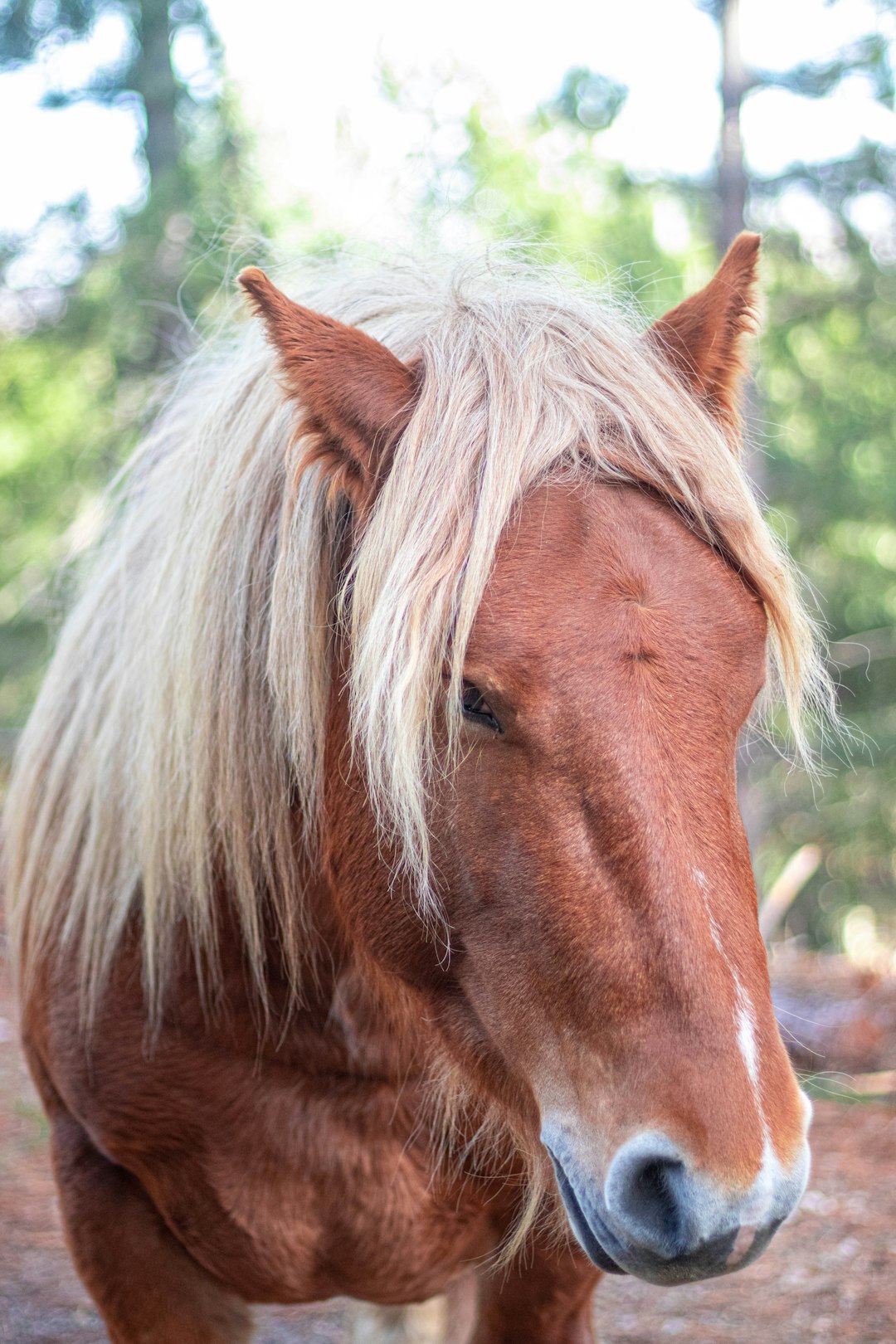 A close-up portrait of an American chestnut horse with a blonde mane in the background of a New England forest. The portrait was captured with a Canon EOS R5 camera and macro lens in natural daylight, showcasing intricate details and textures with vibrant colors in a serene atmosphere. –ar 85:128