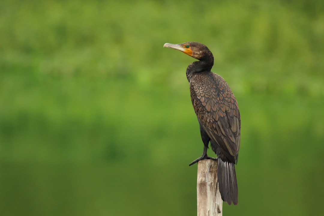 A photo of an Indian cormorant perched on top of a wooden post, with a green grassy background, taken with a Canon EOS R5 camera. –ar 128:85