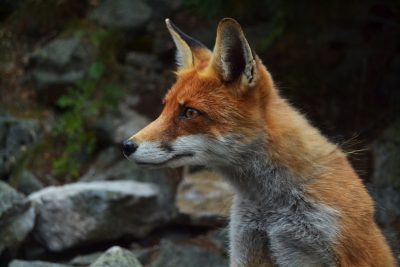 A red fox in the mountains, looking sideways at rocks. Real photography in the style of high definition details.