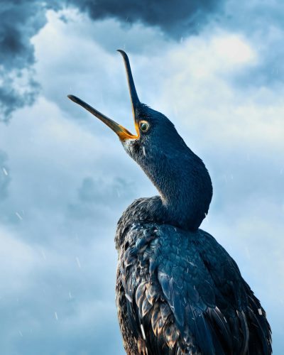 a photograph of an angry black cormorant with its mouth open, sky background, rain clouds, high resolution photography, national geographic style photo --ar 51:64