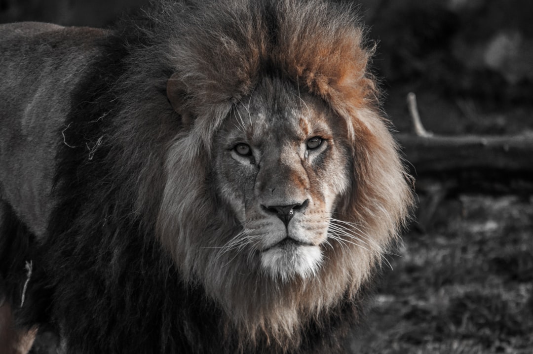 Lion, black and white photography with selective color in the style of Nikon D850 –ar 128:85