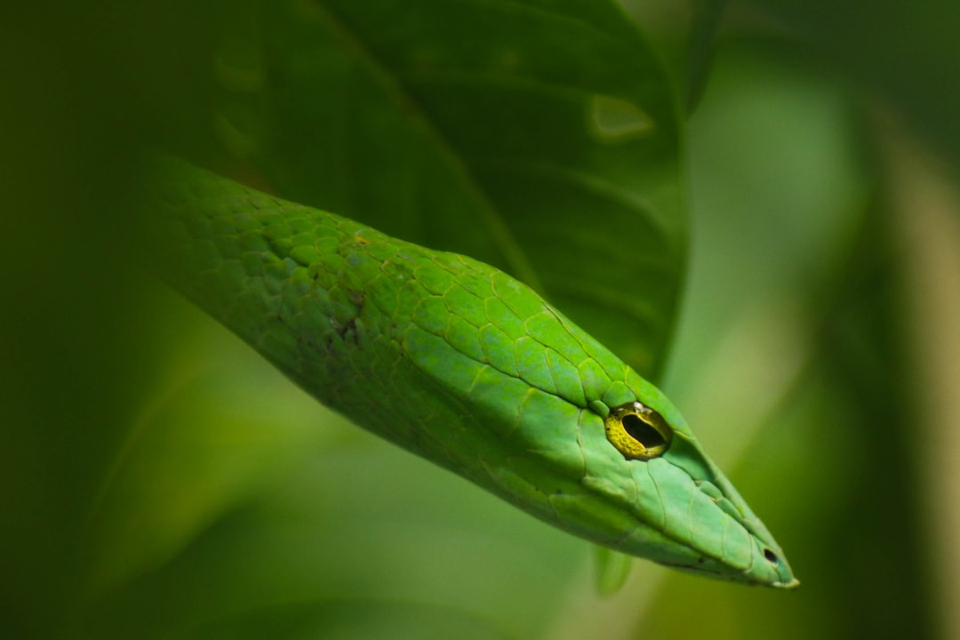 A closeup of the head and body of a green snake slithering through leaves in a dense jungle, its eyes reflecting with intensity as it moves stealthily between foliage. Macro photography using a macro lens with an f/2.8 aperture setting for shallow depth of field, ISO 400, shutter speed ranging from three seconds to one second. –ar 128:85