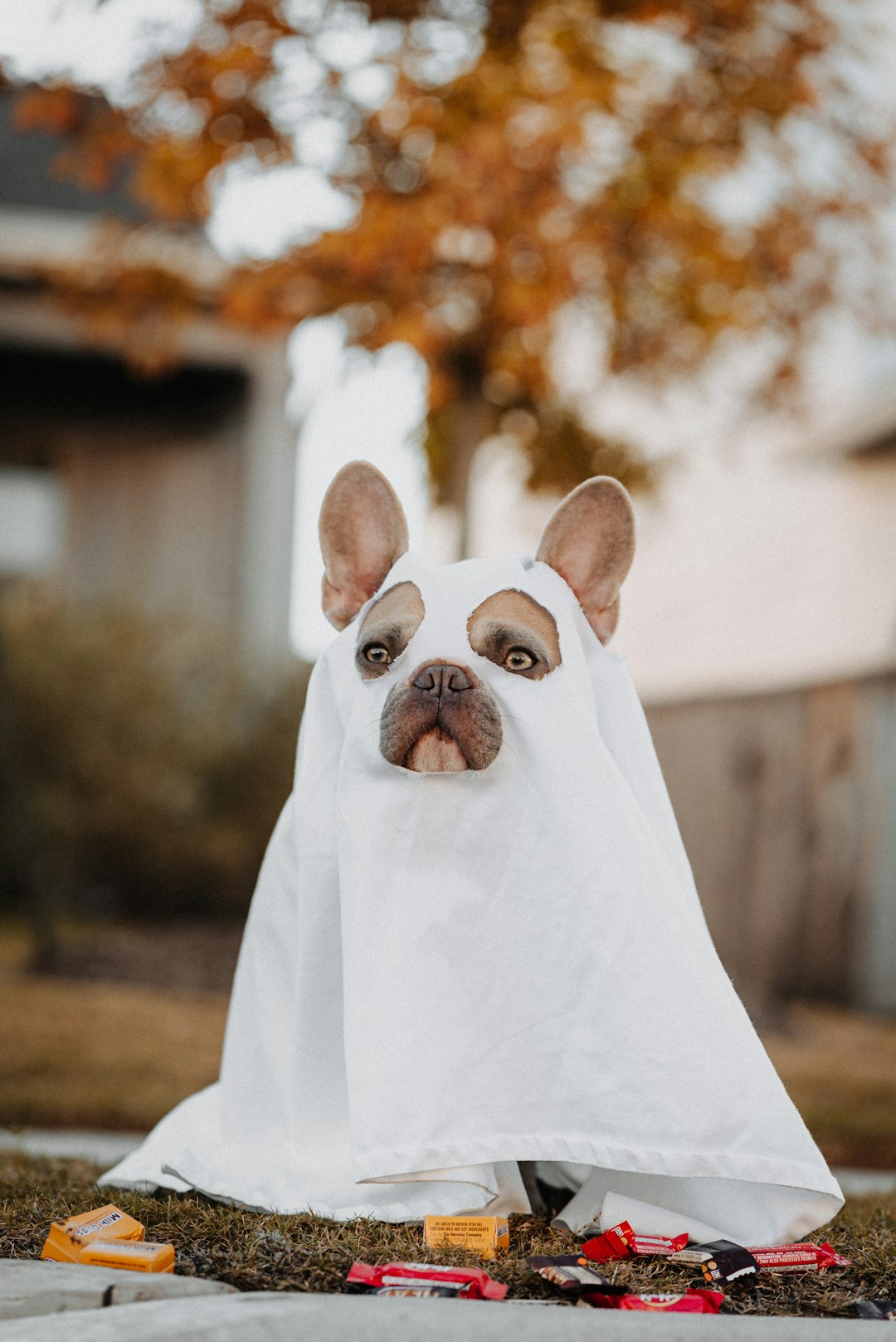 A French Bulldog dressed up as a ghost with a white sheet, sitting on the ground in front of a house and looking at the camera, Halloween candy around him, portrait photography in the style of Canon EOS. –ar 85:128