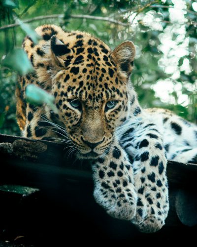 A leopard cub, half of its body is covered in white and black spots. He's lying on the ground behind an old wooden fence with his head resting against it, looking at me intently. The background features lush greenery, creating a natural setting. Captured using Kodak Gold 400 film stock. --ar 51:64