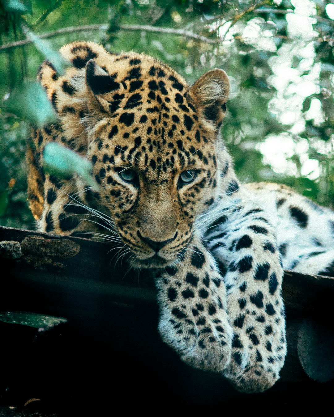 A leopard cub, half of its body is covered in white and black spots. He’s lying on the ground behind an old wooden fence with his head resting against it, looking at me intently. The background features lush greenery, creating a natural setting. Captured using Kodak Gold 400 film stock. –ar 51:64