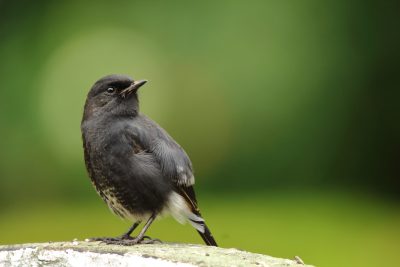 A photo of an Asian black flycatcher bird, perched on the edge of a white rock in front of green background. The focus is sharp and detailed, capturing intricate details such as feathers, beak, eyes, wings, tailfeathers, body shape, structure, texture, coloration, pattern, expression, posture, stance, and environment. Canon EOS5D Mark III camera with macro lens used to capture highresolution images of small wildlife, showcasing natural beauty. --ar 128:85