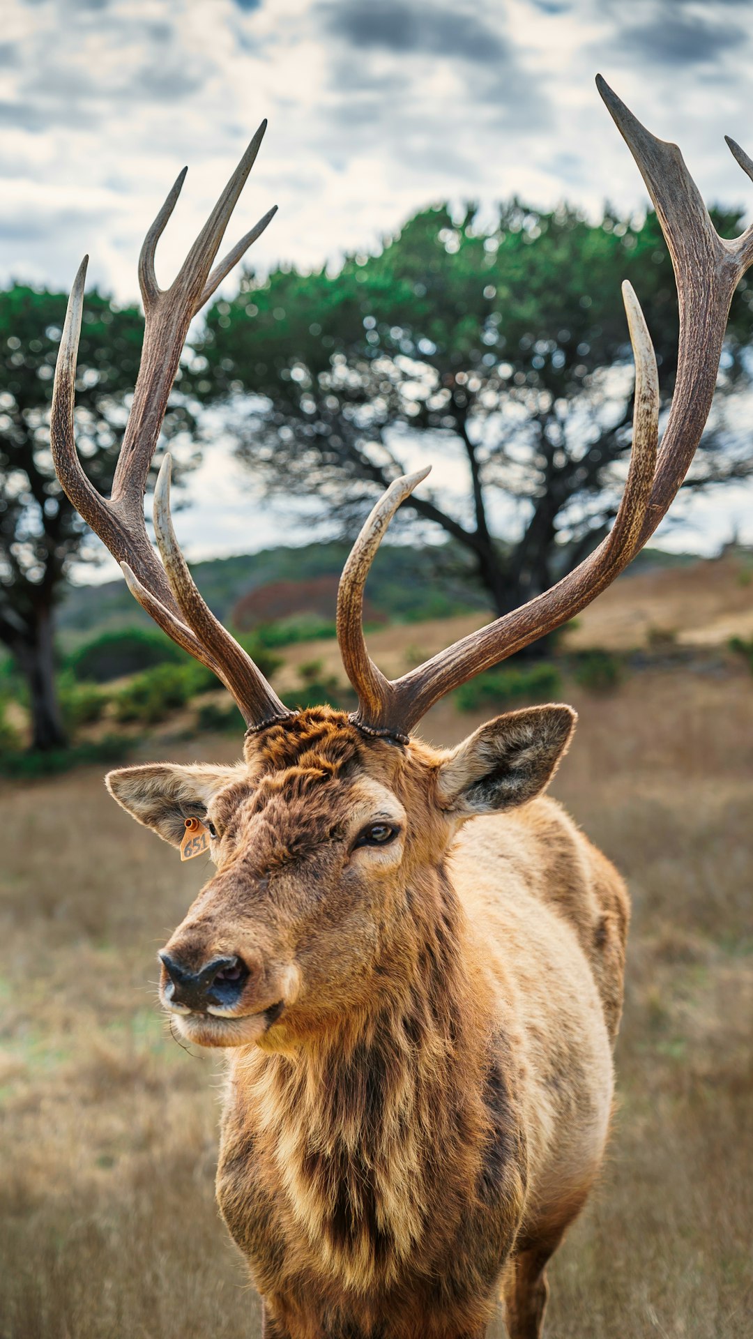 A majestic stag with impressive antlers stands in the foreground, its gaze fixed on the viewer as it walks through an open field under a cloudy sky. The stag is depicted in the style of realistic photo with a focus on its face. –ar 9:16