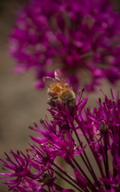 Photo of a bee on an allium flower, taken in the style of Nikon d850 with Nikon AFS NIKKOR 24-70mm f/2.8E ED VR lens, natural light, shallow depth of field, ultrarealistic, high resolution. --ar 5:8