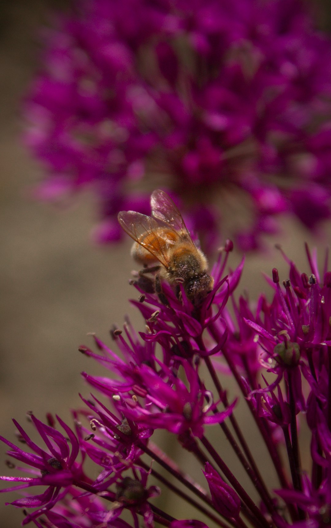 Photo of a bee on an allium flower, taken in the style of Nikon d850 with Nikon AFS NIKKOR 24-70mm f/2.8E ED VR lens, natural light, shallow depth of field, ultrarealistic, high resolution. –ar 5:8