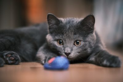 A gray cat is lying on the floor, playing with a blue toy ball. The photo was taken using a Canon EOS R5 camera and has high resolution. The focus of the shot should be sharp on both eyes to capture details in the fur texture and expressions. The background can include other elements such as furniture or decor items for context. Use a natural light source from a window or lamp to create a warm ambiance. Shot in the style of Nikon D807 at an f/2 lens focal length. --ar 128:85