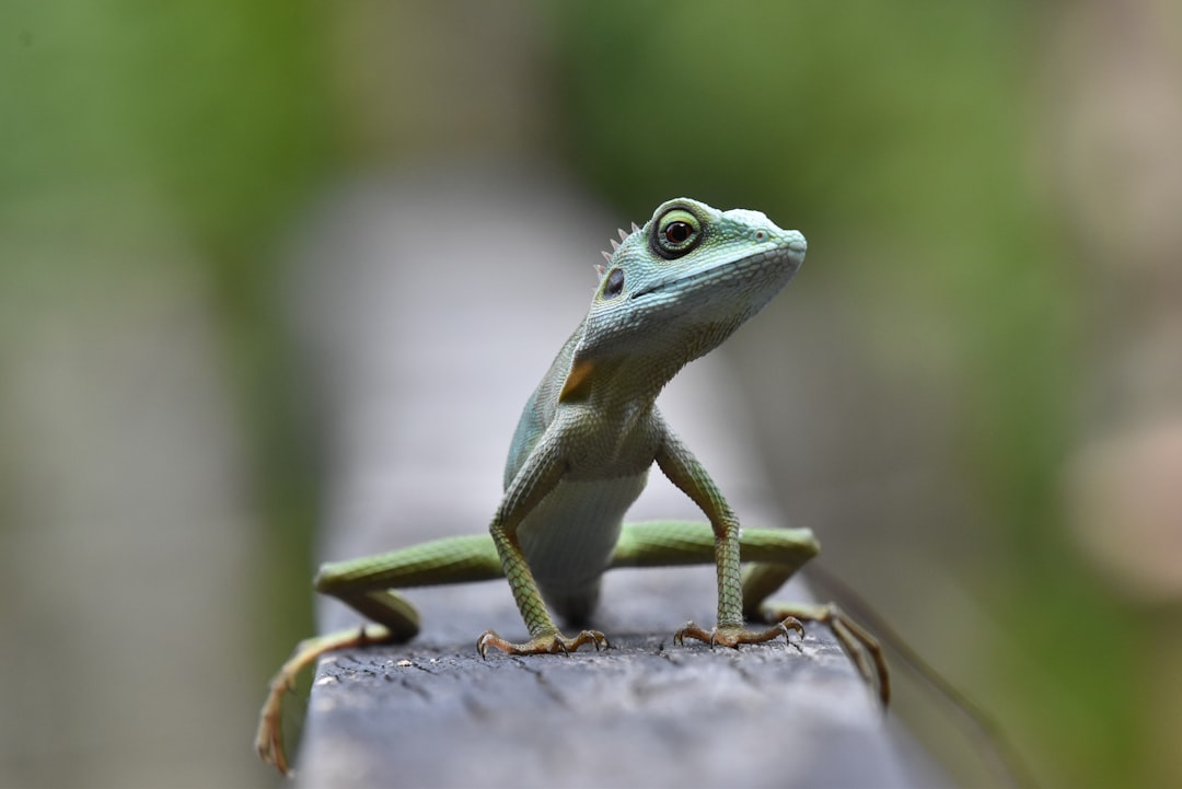 A small green lizard perched on the edge of an old wooden fence, its body and tail stretched out in front as it gazes curiously at something off camera. The background is blurred to focus attention on the lizard, ultra realistic photography in the style of the dragon. –ar 128:85