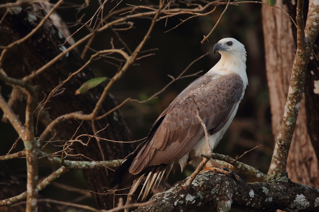 A whitebellied sea eagle perched on the branch of an ancient tree, its eyes gleaming with intelligence and curiosity in Australian rainforest at night, National Geographic style photo –ar 128:85