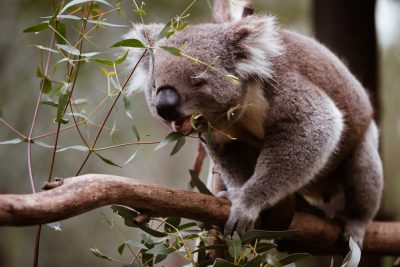 Koala bear eating eucalyptus leaves on a tree branch in a wild animal park, with an Sony Alpha A7 III, using an f/8 aperture setting for focus and bokeh effect, with natural daylight lighting, in the style of Nikon D500, with a wideangle lens to capture the entire koala's body. --ar 128:85