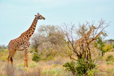 A giraffe standing in the savannah, surrounded by trees and grasslands under a clear blue sky. Wildlife are photographed, including wildlife, wild animals, and an African safari landscape. The detailed fur texture of the giraffe's skin is shown, as tall giraffes stand beside each other. A leafless tree stands nearby. In front is an acacia bush with small green plants. The background features more African vegetation and a clear blue sky. --ar 128:85