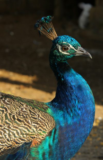 A peacock with blue, green and black plumage is standing in the sunlit courtyard of an Indian village. The focus on its head shows its magnificent tail feathers. In the background you can see other animals such as sheep or cows that also do their business at home. This photo was taken using a Canon EOS camera and has a resolution of 30 megapixels. It creates a beautiful atmosphere of natural beauty. The photography has high quality and the photos look realistic, in the style of natural beauty. --ar 41:64