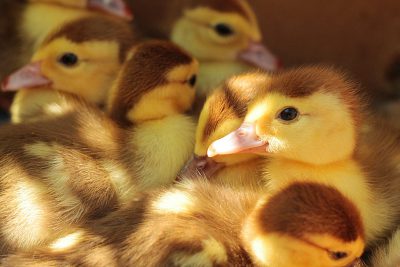 A group of fluffy ducklings, with golden and brown feathers, huddled together for warmth on the farmyard floor. A closeup shot captured each baby's tiny face with black eyes and pink beak, bathed in warm sunlight that illuminated them from behind, focusing on their faces. --ar 128:85